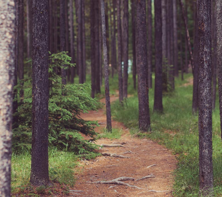 Rehabilitation. way-through-trees